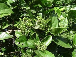 Dusky fire brand mark(Premna mollissima Roth)